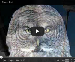 Planet Bob