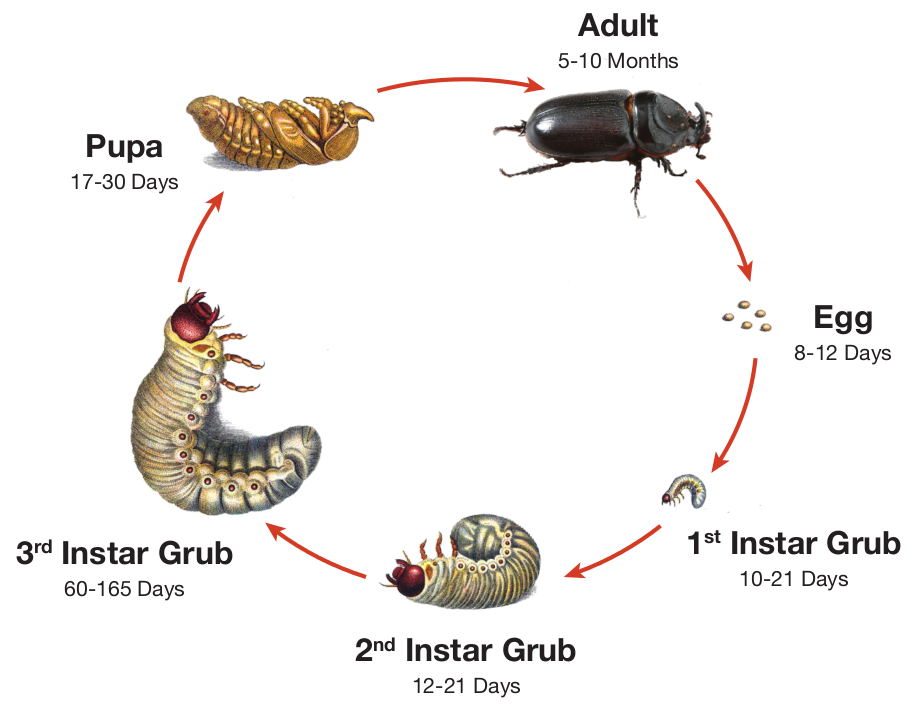 figure crb_life_cycle2_cropped.png