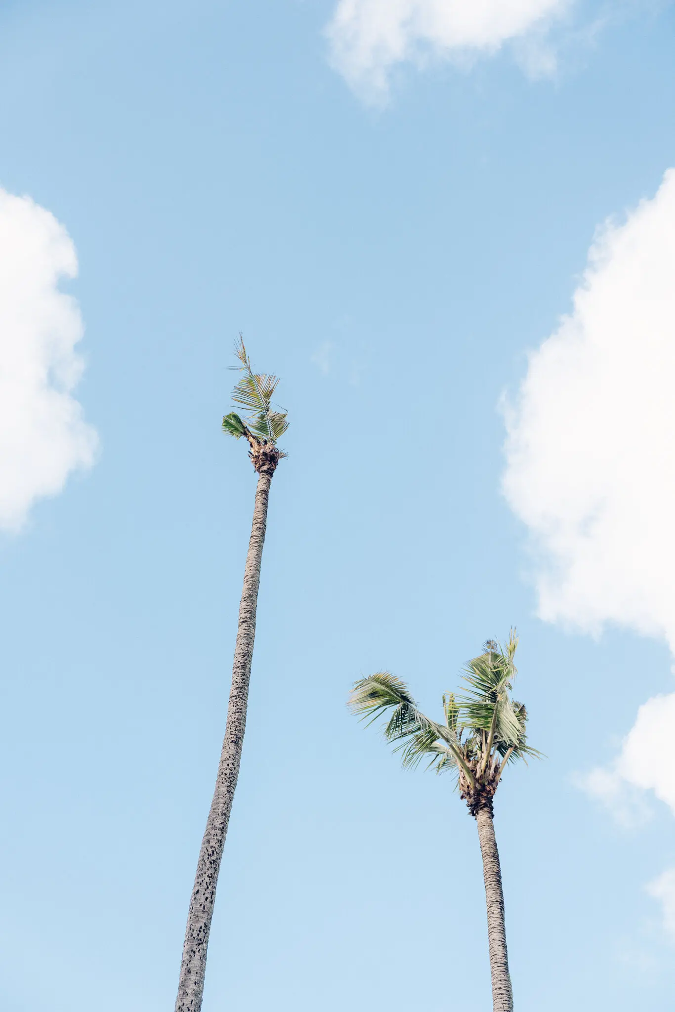 A simple test image posted on the internet by the New York Times.