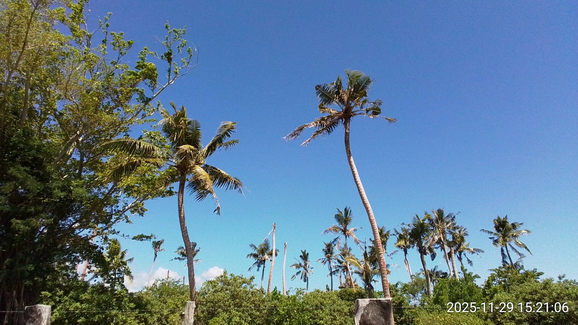 A complex test image from a roadside coconut rhinoceros damage survey conducted on Efate Island, Vanuatu.
